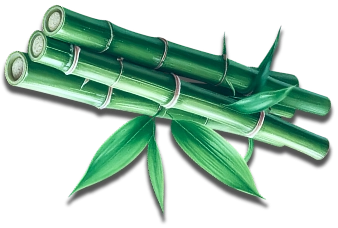 Bamboo